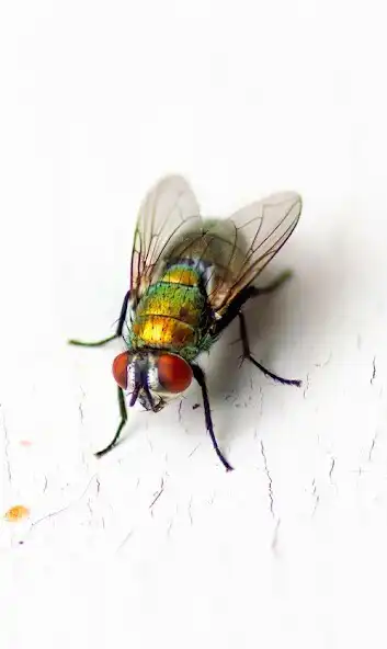 Play Fly Sounds  and enjoy Fly Sounds with UptoPlay