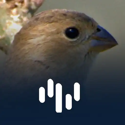 Play Fêmea De Caboclinho Chamando APK