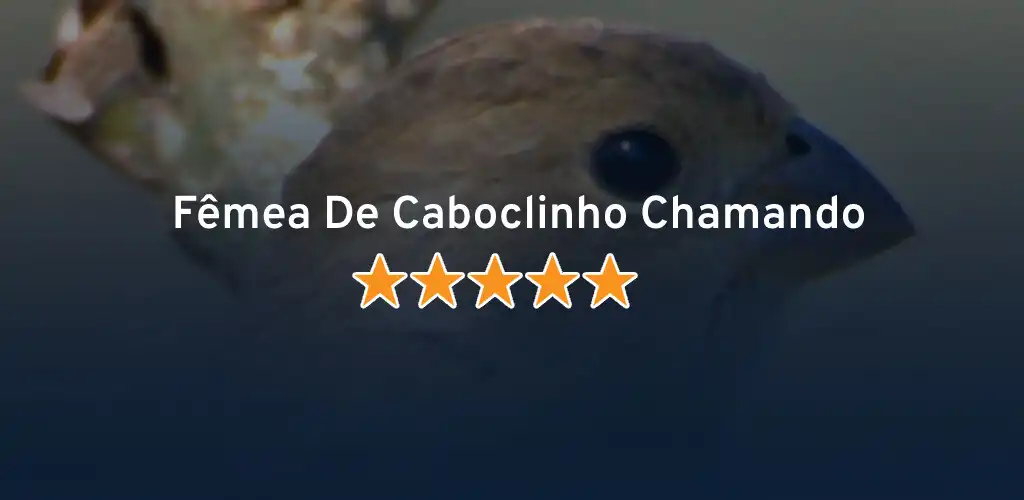 Play Fêmea De Caboclinho Chamando  and enjoy Fêmea De Caboclinho Chamando with UptoPlay