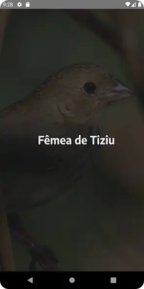 Play Fêmea de Tiziu Chamando and enjoy Fêmea de Tiziu Chamando with UptoPlay Play Fêmea de Tiziu Chamando and enjoy Fêmea de Tiziu Chamando with UptoPlay