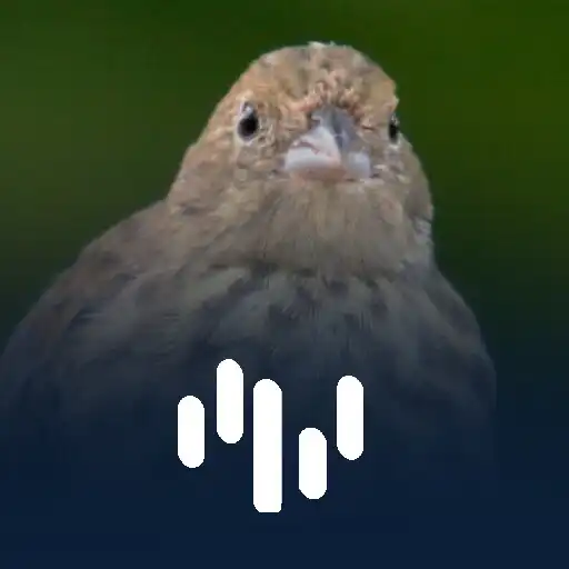 Play Fêmea De Tiziu Piando APK