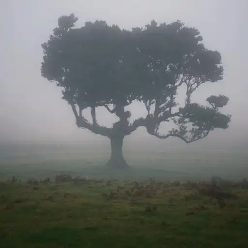 Play Foggy Wallpapers APK