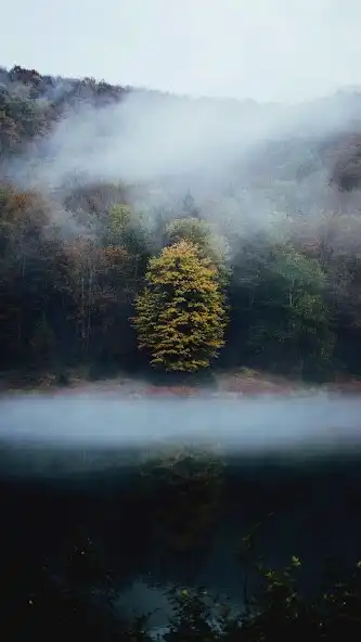 Play Foggy Wallpapers  and enjoy Foggy Wallpapers with UptoPlay
