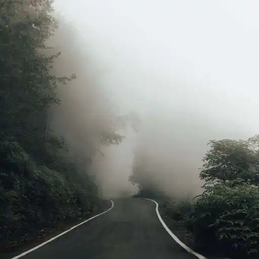 Play Fog Wallpaper APK