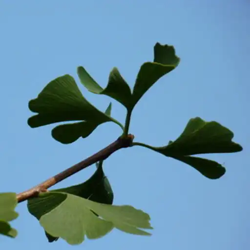 Play FokusVital Atemübung APK