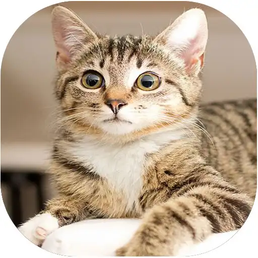 Play fond décran chat mignon APK