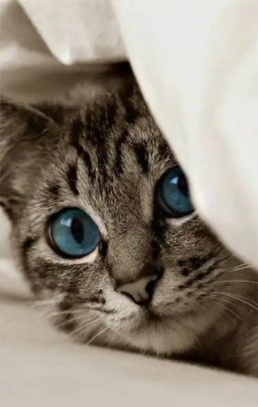 Play fond décran chat mignon and enjoy fond décran chat mignon with UptoPlay Play fond décran chat mignon and enjoy fond décran chat mignon with UptoPlay