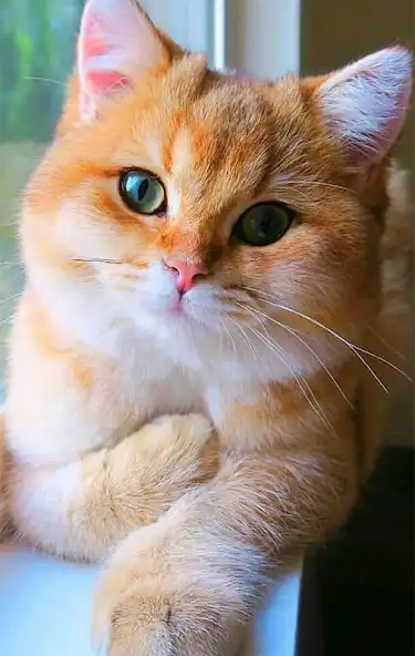 Play fond décran chat mignon as an online game online fond décran chat mignon with UptoPlay Play fond décran chat mignon as an online game fond décran chat mignon with UptoPlay