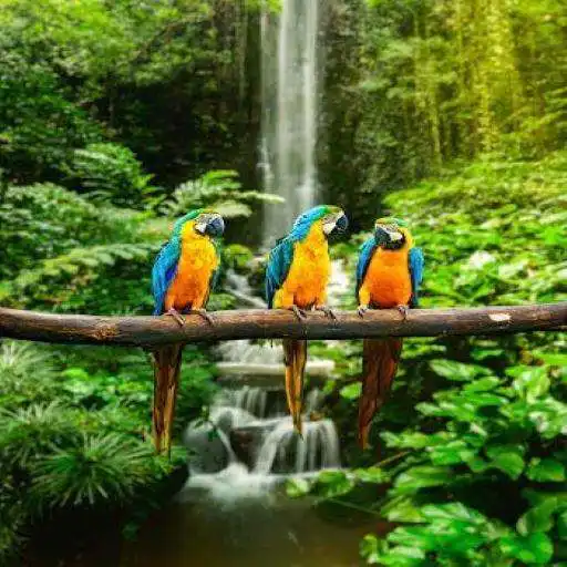 Play Fondo de Pantalla Naturaleza APK Play Fondo de Pantalla Naturaleza APK