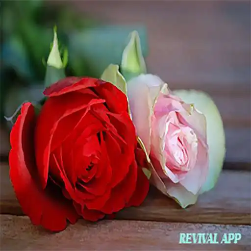 Play Fondos con Flores APK Play Fondos con Flores APK