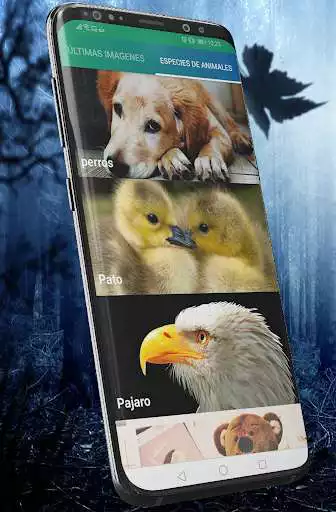 Play Fondos de animales  and enjoy Fondos de animales with UptoPlay