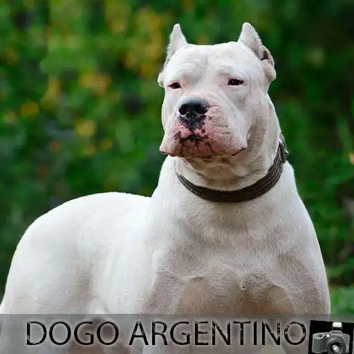 Play Fondos de Dogo argentino APK Play Fondos de Dogo argentino APK