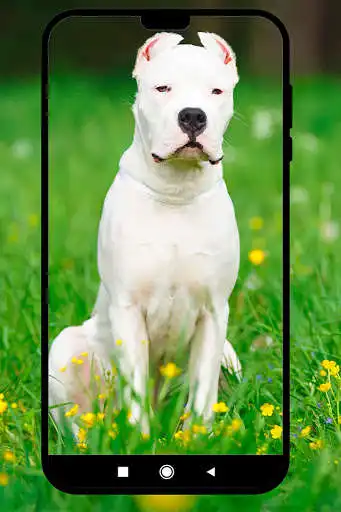 Play Fondos de Dogo argentino as an online game Fondos de Dogo argentino with UptoPlay
