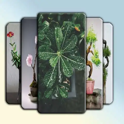 Play FONDOS DE PANTALLA BONSAIS Y KOKEDAMAS APK