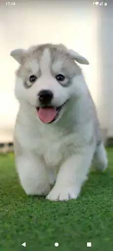 Play Fondos de pantalla de perritos as an online game Fondos de pantalla de perritos with UptoPlay