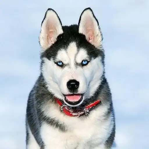 Play Fondos de Pantalla de Perros H APK Play Fondos de Pantalla de Perros H APK