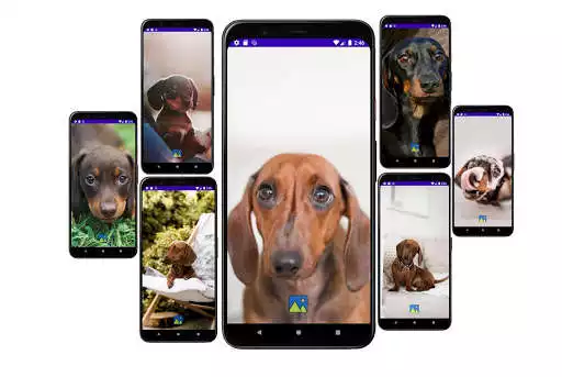 Play Fondos de Pantalla de Perros Salchicha Dachshund  and enjoy Fondos de Pantalla de Perros Salchicha Dachshund with UptoPlay