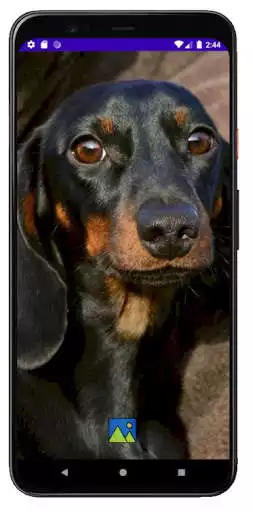 Play Fondos de Pantalla de Perros Salchicha Dachshund as an online game Fondos de Pantalla de Perros Salchicha Dachshund with UptoPlay