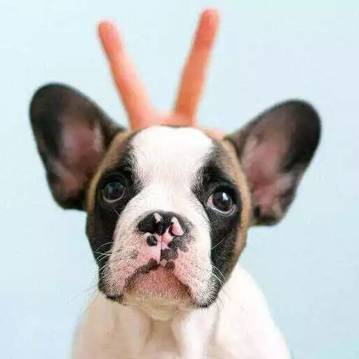 Play Fondos de Pantalla de Perros Tiernos APK Play Fondos de Pantalla de Perros Tiernos APK