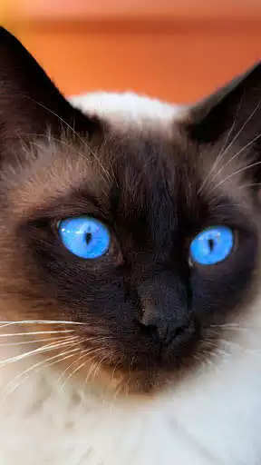 Play Fondos de Pantalla de Perros y Gatos as an online game Fondos de Pantalla de Perros y Gatos with UptoPlay