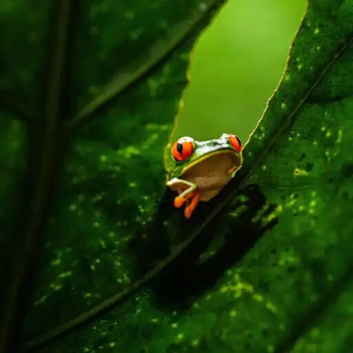 Play Fondos de Pantalla de Ranas APK Play Fondos de Pantalla de Ranas APK