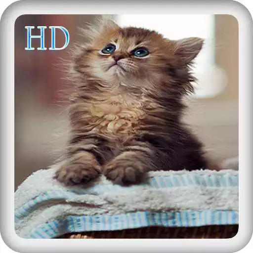 Play Fondos Gatitos Tiernos APK