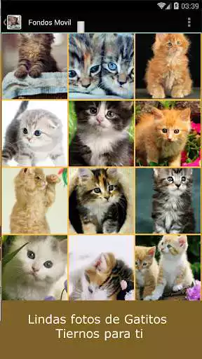 Play Fondos Gatitos Tiernos as an online game Fondos Gatitos Tiernos with UptoPlay