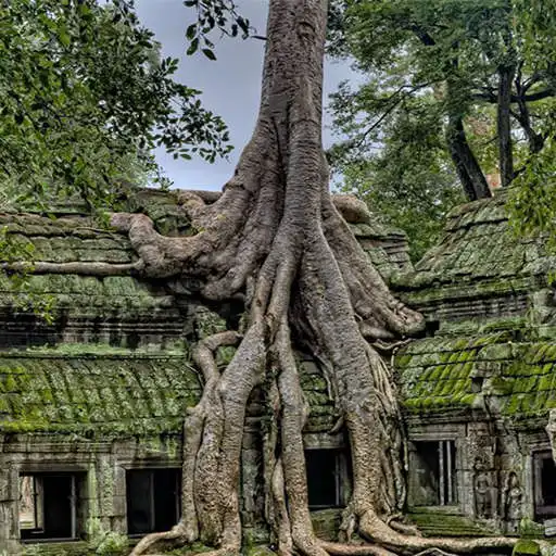 Run free android online Forest Crush 3 APK