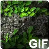 Free play online Forest Live (GIF) Wallpapers APK