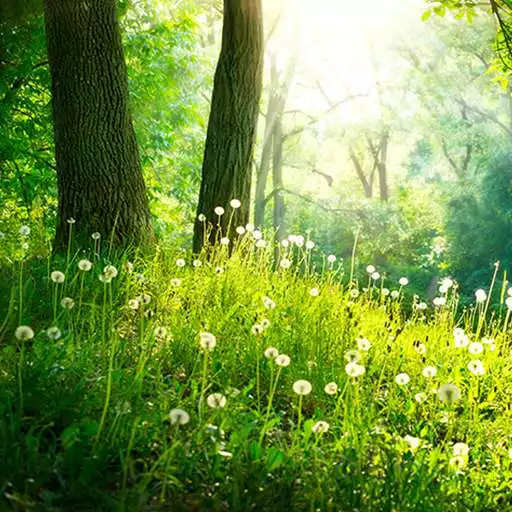 Play Forest Live Wallpaper APK Play Forest Live Wallpaper APK