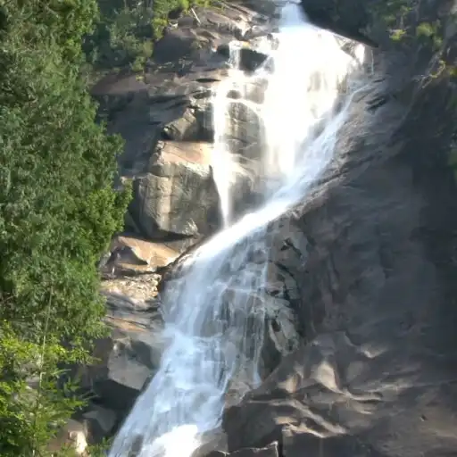 Play Forest Live Wallpaper Pro APK Play Forest Live Wallpaper Pro APK