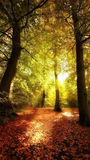 Play Forest Live Wallpaper