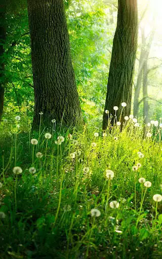 Play Forest Live Wallpaper