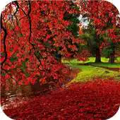 Free play online Forest. Nature wallpapers APK Free play online Forest. Nature wallpapers APK