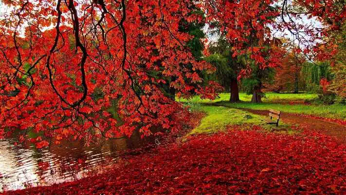 Play Forest. Nature wallpapers