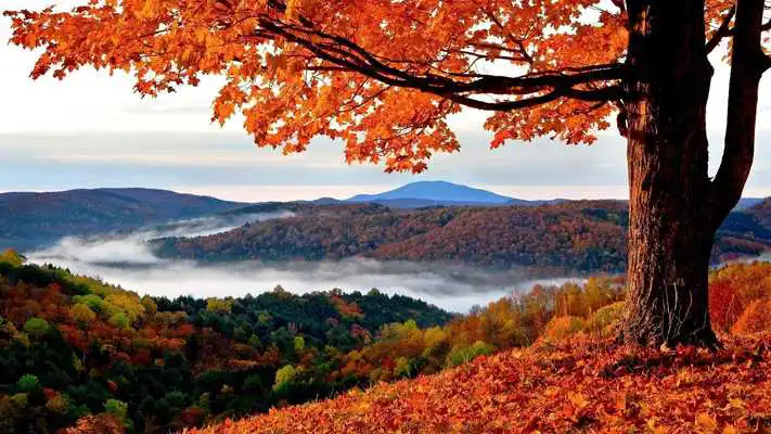 Play Forest. Nature wallpapers