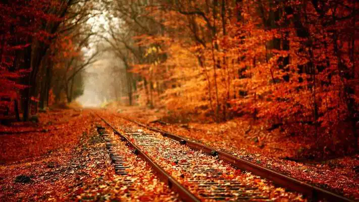 Play Forest. Nature wallpapers