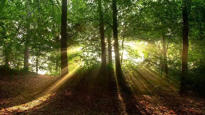 Play Forest. Nature wallpapers