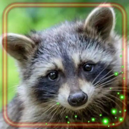 Play Forest Raccoon Live Wallpaper APK