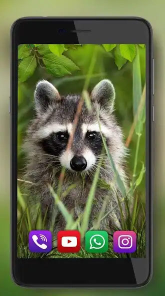 Play Forest Raccoon Live Wallpaper as an online game Forest Raccoon Live Wallpaper with UptoPlay