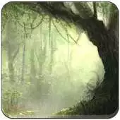 Free play online Forest Relaxing Sounds Nature APK