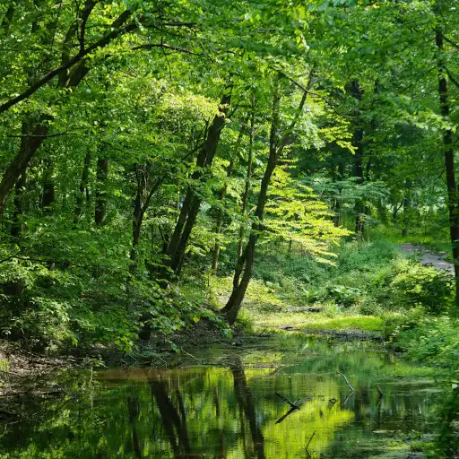 Play Forest Sounds APK