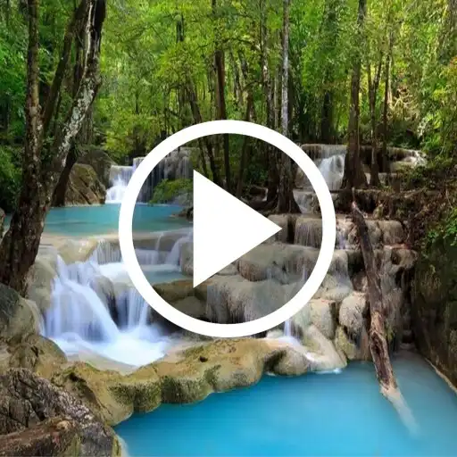 Play Forest Video Wallpaper APK