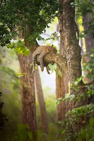 Play Forest Video Wallpaper as an online game online Forest Video Wallpaper with UptoPlay Play Forest Video Wallpaper as an online game Forest Video Wallpaper with UptoPlay