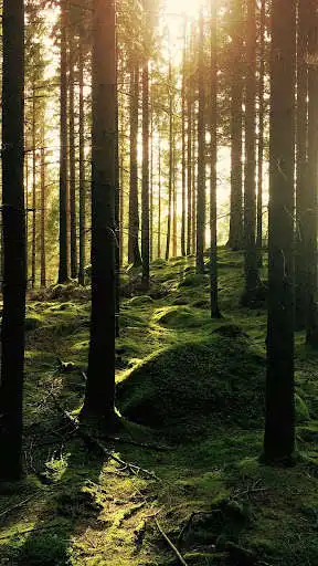 Play Forest Wallpaper 4K  and enjoy Forest Wallpaper 4K with UptoPlay