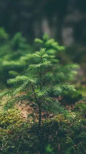 Play Forest Wallpaper 4K as an online game Forest Wallpaper 4K with UptoPlay