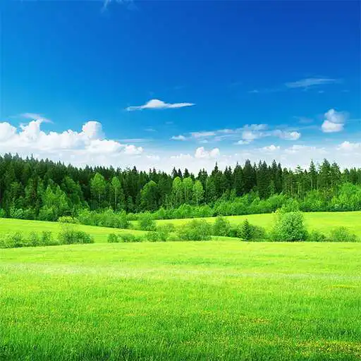 Play Forest Wallpaper HD 4K APK