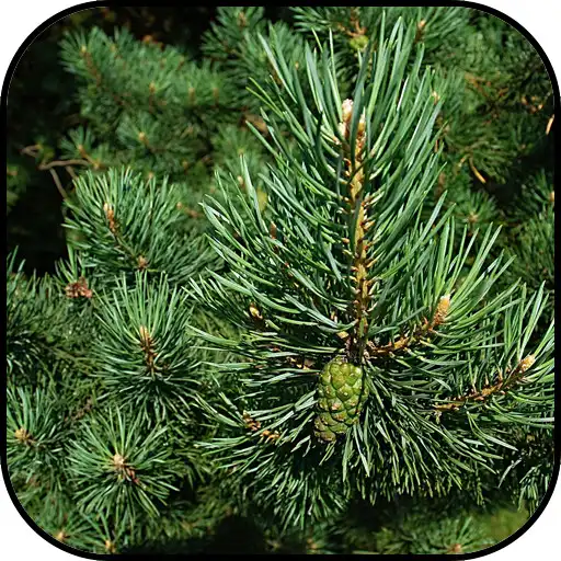 Free play online Forest Wallpapers APK Free play online Forest Wallpapers APK