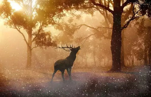 Play Forest Wallpapers
