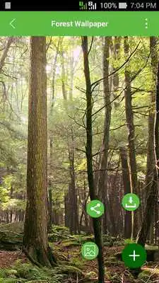 Play Forest Wallpapers